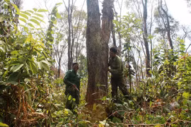 Khu rừng hương đẹp nhất Gia Lai