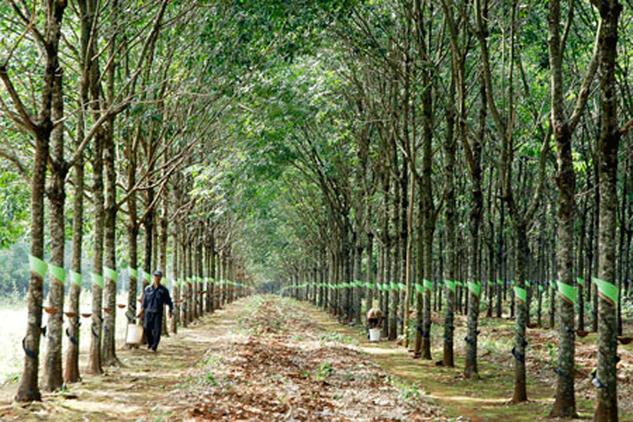 Người bạn đồng hành trên đường phát triển