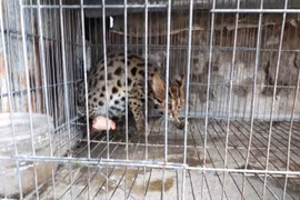 Nghi chồn ăn gà, người dân gài bẫy bắt được mèo rừng quý hiếm