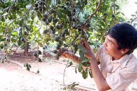 Bộ trưởng mở đường cho cây mắc ca