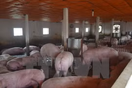 Loại bỏ kháng sinh kích thích sinh trưởng trong thức ăn chăn nuôi