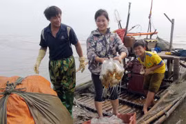 Mùa sứa biển xuất ngoại