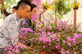 Chiêm ngưỡng lan rừng lung linh khoe sắc