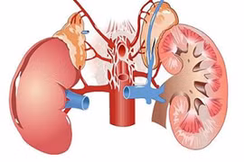 Hạt đu đủ có tác dụng chữa bệnh không ngờ