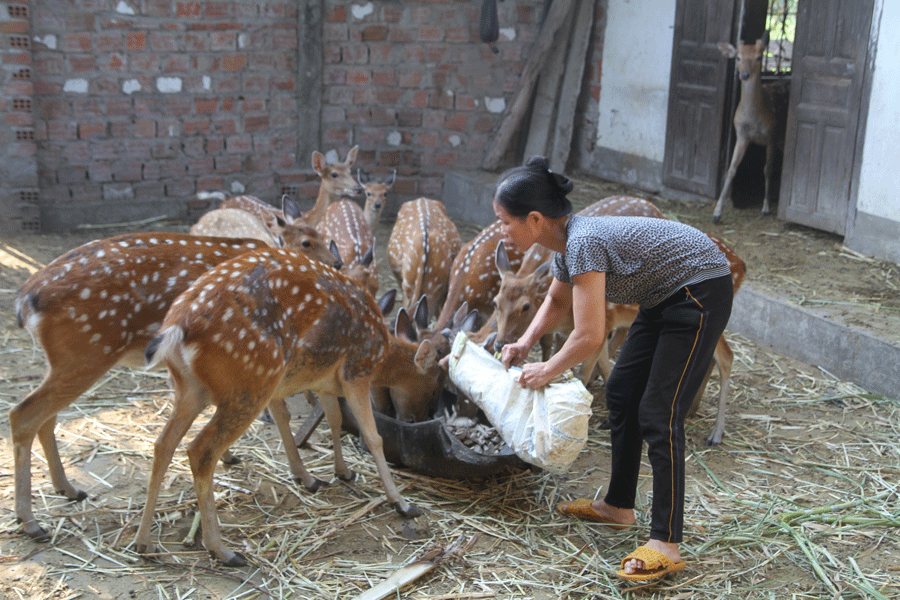 Nuôi hươu sao cho thu nhập cao