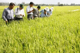 Triển khai chương trình canh tác lúa thông minh mùa thứ 3