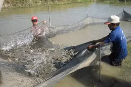 Quy định sử dụng doanh thu phí bảo hiểm nông nghiệp