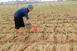 Kbang: Chậm tiến độ gieo trồng vụ Đông Xuân