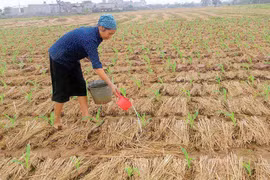 Kbang: Chậm tiến độ gieo trồng vụ Đông Xuân