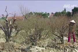 Làng đào cổ thụ trăm tỷ đồng ở đất Bắc