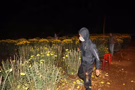 Nông dân cay đắng bỏ hoa đêm 30 Tết