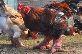 Năm gà, nói chuyện làm giàu từ những giống gà quý hiếm