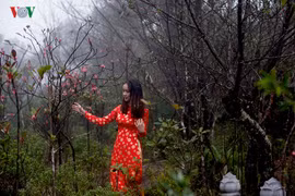 Ngắm Đào chuông đẫm sương trong nắng Xuân