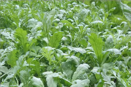 Cải cúc có tác dụng với sức khỏe như thế nào vào mùa Đông?