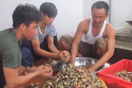 Ốc nhảy đảo Thuyền Chài