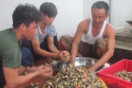 Ốc nhảy đảo Thuyền Chài