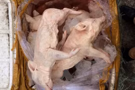 Phát hiện vụ vận chuyển 550 kg thịt lợn sữa và 1 tấn mỡ "bẩn"