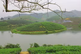 Đảo chè xứ Nghệ thu hút khách tham quan