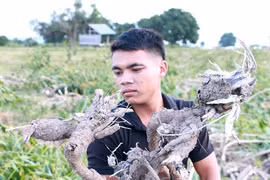 Sau mưa lũ, nông dân cần được hỗ trợ