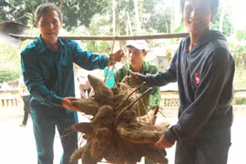 Củ khoai vạc rồng khổng lồ nặng 75 kg