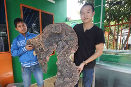 Nấm linh chi 'khủng' có hình giống bản đồ Việt Nam