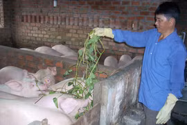 Chủ động các biện pháp đảm bảo vệ sinh thú y và an toàn thực phẩm