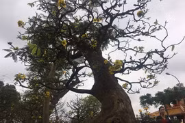 Cận cảnh cây mai trăm tuổi được định giá 1 tỷ đồng tại Huế