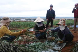 Nông dân TP.Pleiku được mùa lay ơn