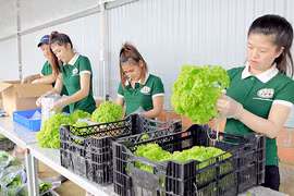 Rau sạch Đà Lạt hút hàng dịp Tết