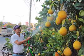 Bưởi Diễn Hưng Yên "góp" Xuân trên Phố núi