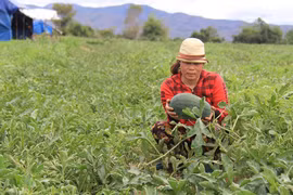 Tết của người trồng dưa "du mục"