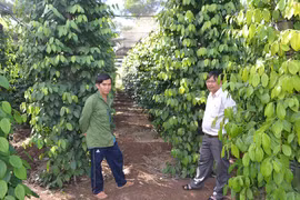 Huyện Chư Pưh: Nhân rộng mô hình tưới nước tiết kiệm