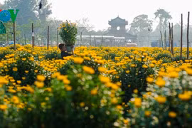 Cố đô Huế tràn ngập sắc hoa Xuân