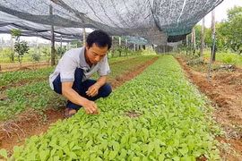 Từ bỏ học bổng tiến sĩ về quê trồng rau sạch