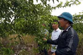 Trồng chanh dây không quả tại Gia Lai: Có dấu hiệu lừa đảo