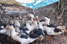 Gia Lai: Giám sát dịch bệnh nguy hiểm trên gia cầm