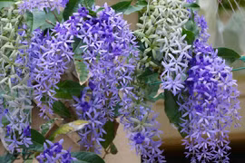 Vẻ đẹp rực rỡ của loài hoa mai độc nhất vô nhị trên thế giới