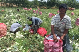 Người Churu đi "bắt chồng" - Kỳ 3: Được "mua", chàng rể Churu phải làm quần quật