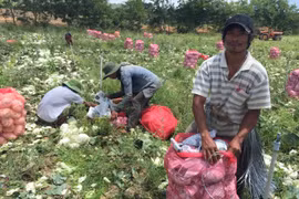 Người Churu đi "bắt chồng" - Kỳ 3: Được "mua", chàng rể Churu phải làm quần quật