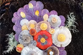 Những cây nấm rực rỡ sắc màu đẹp đến... khó tin