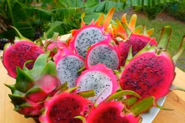 Sốt xuất huyết: Nên dùng thanh long, lá đu đủ