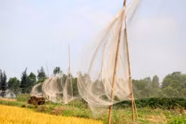 Mai này chim trời còn không?