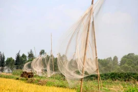 Mai này chim trời còn không?