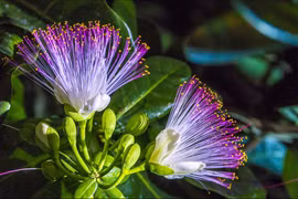 12 mùa hoa rực rỡ sắc màu