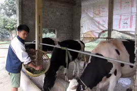 2,1 triệu hộ nông dân được vay vốn sản xuất