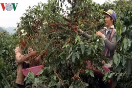 Xuất hiện bọ cánh cứng gây hại cây cà phê ở Kon Tum