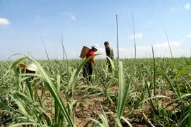 Phú Thiện: Chuyển đổi hơn 1.000 ha cây trồng kém hiệu quả sang trồng mía