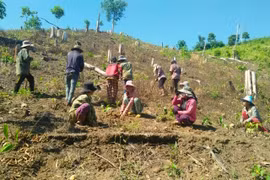 Kông Chro thực hiện tốt công tác trồng rừng