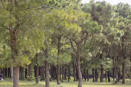 Khai thác nhựa thông rừng sản xuất tại Mang Yang