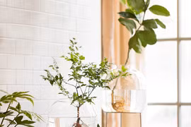 Những khung cửa sổ đẹp hút hồn nhờ chậu cây đầy sức sống